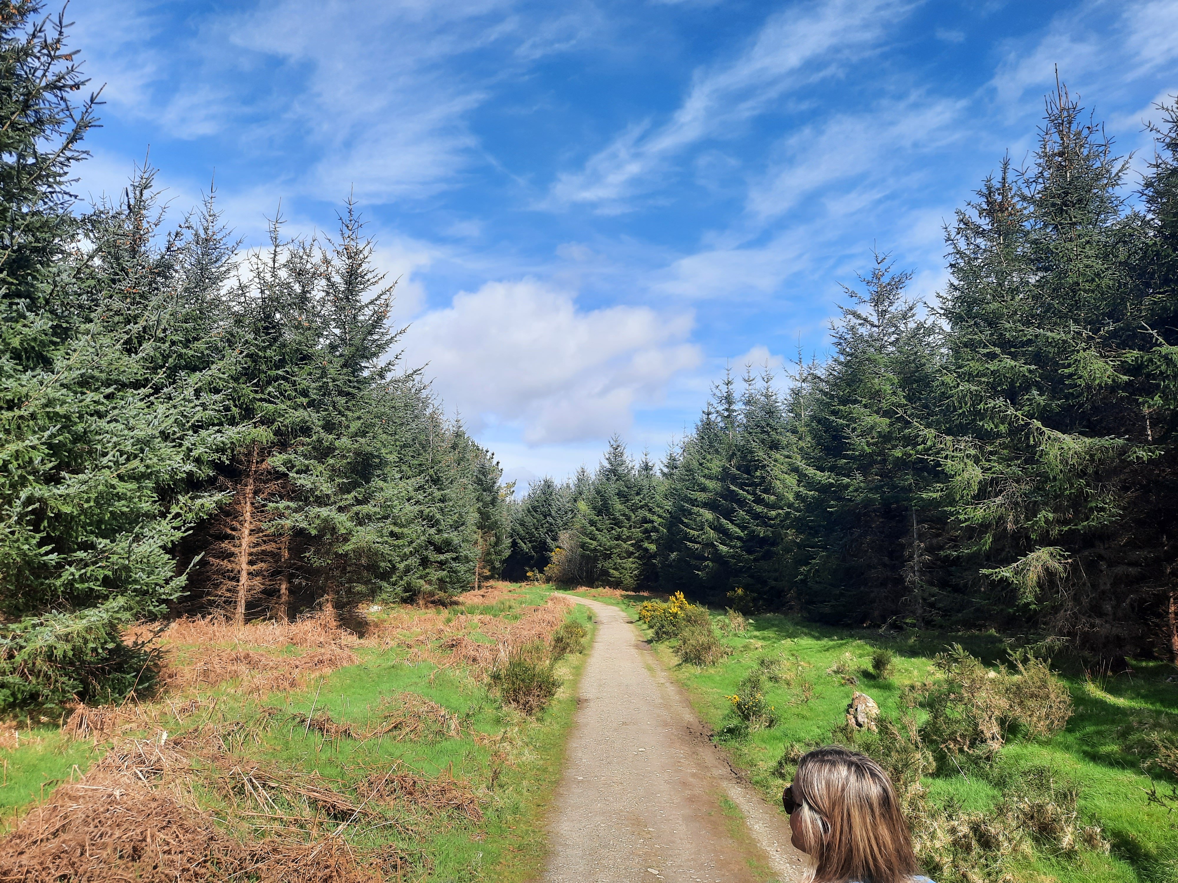 Forest Project Tree Rows