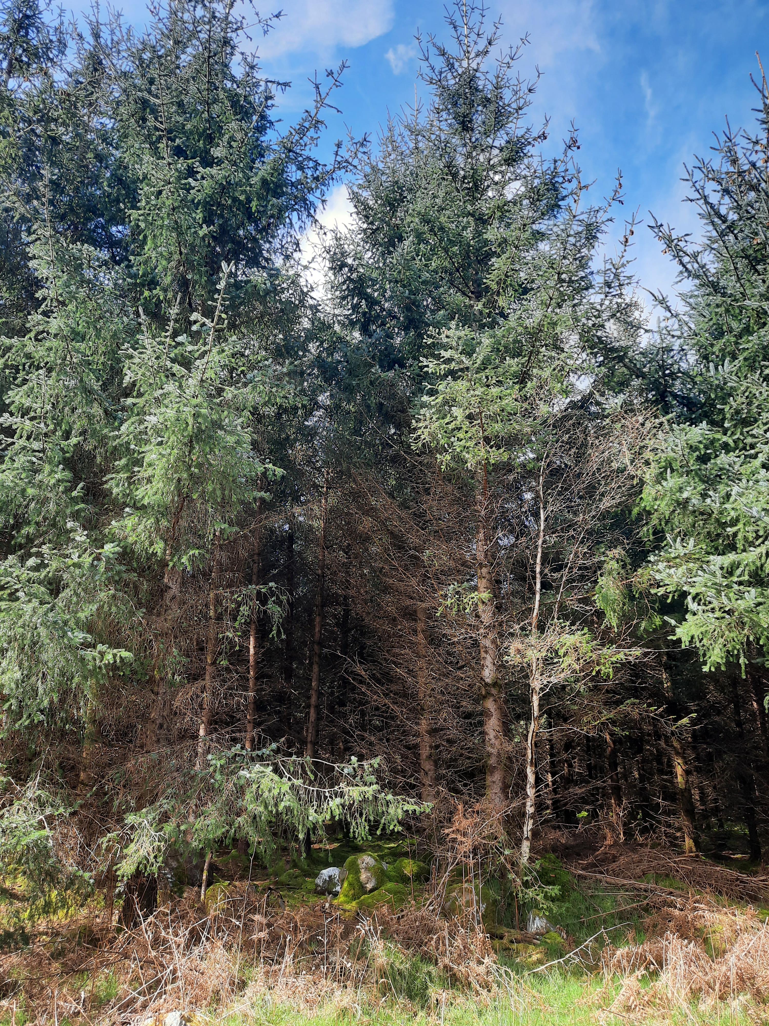 Forest Project mature trees
