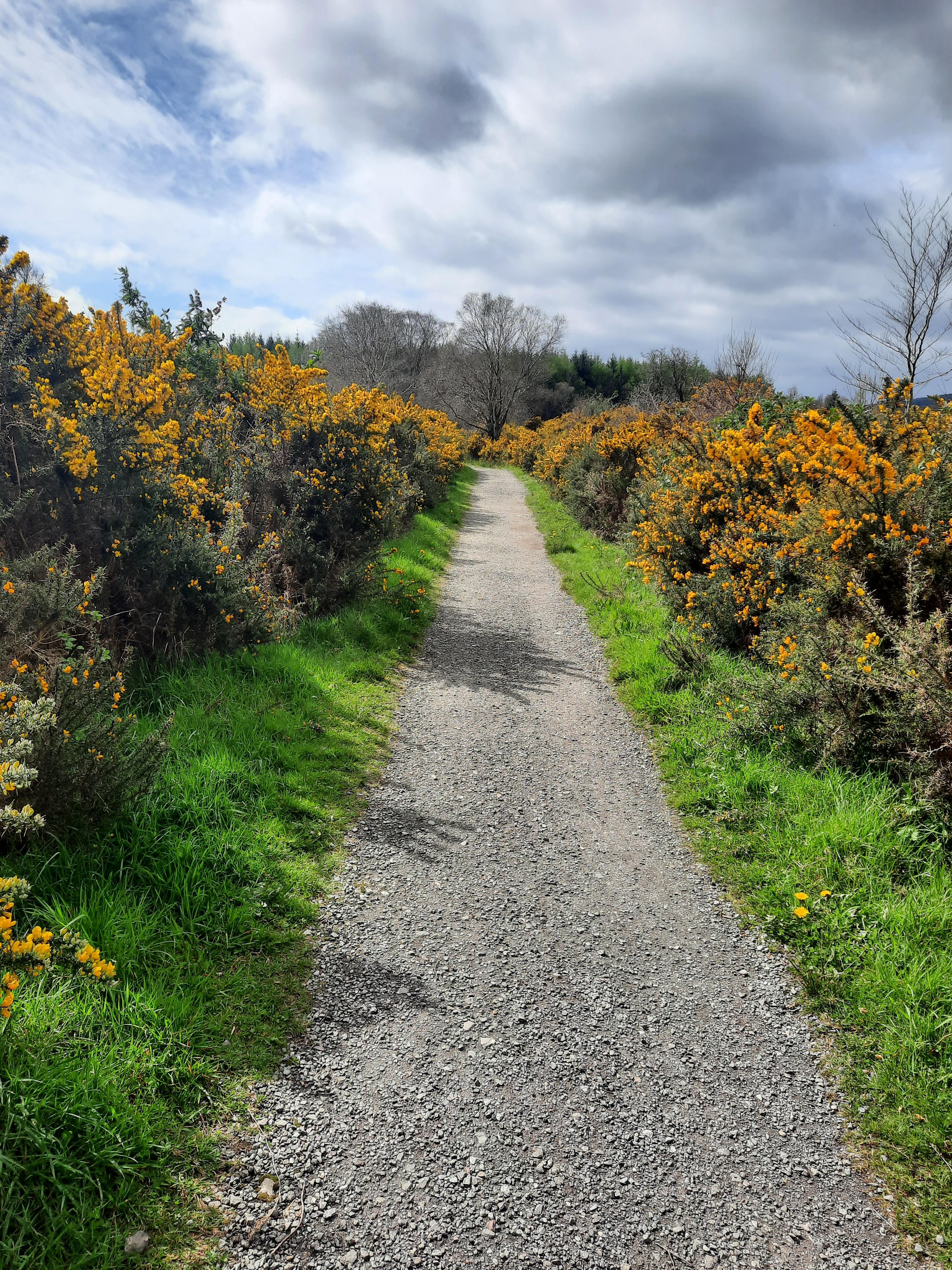 Forest project site entrance