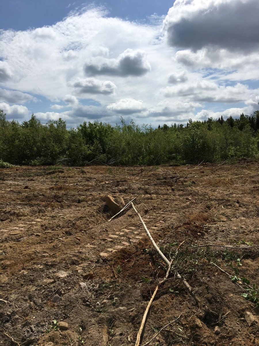 Root rake 5
