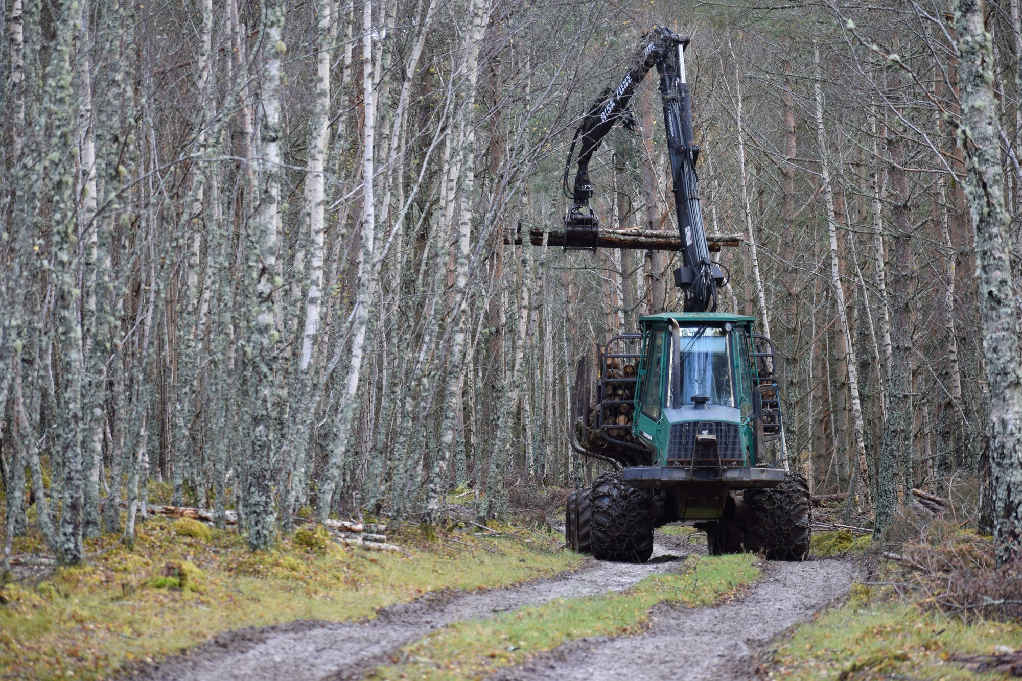 Tree harvester in mature forest